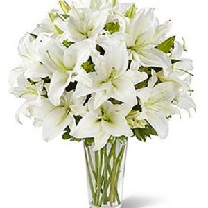 Spirited Grace Lily