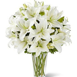 Spirited Grace Lily
