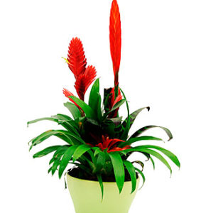 Bromelias Plant