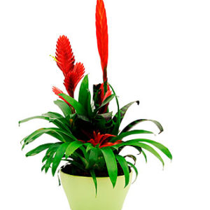 Bromelias Plant