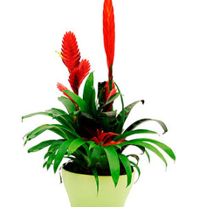 Bromelias Plant