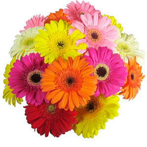 Gerbera Bunch Mixed