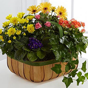 Gentle Blossoms Basket