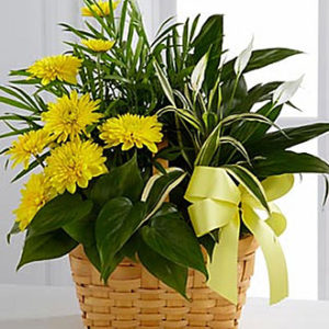 Loving Light Dishgarden