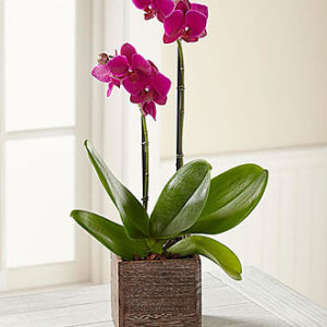 Fuchsia Phalaenopsis Orch
