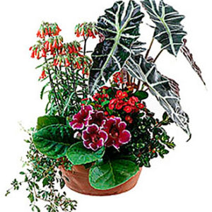 Arr. of Plants for Indoor