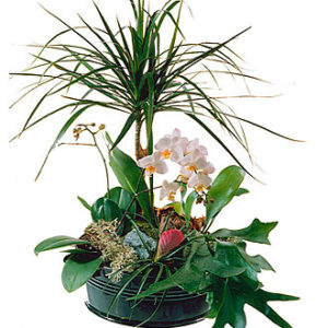 Elegant Plant Arrangement