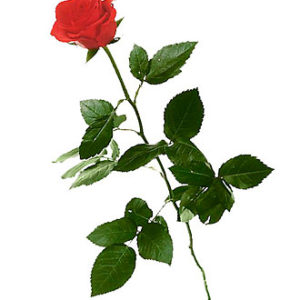 1 Red Rose (Long Stem)