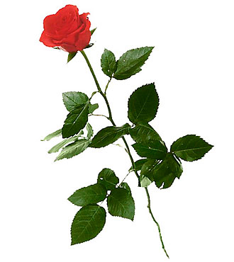 1 Red Rose (Long Stem)