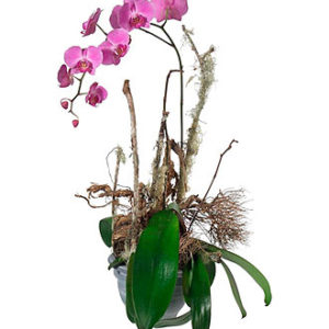 Noble Orchid (Plant)