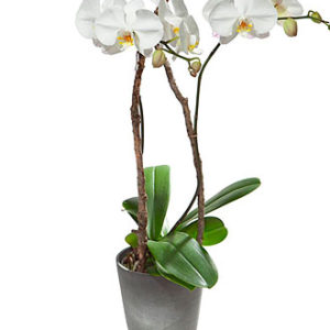 White Orchid in Cachepot