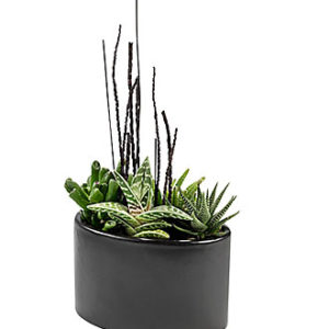 Succulent Arrangement