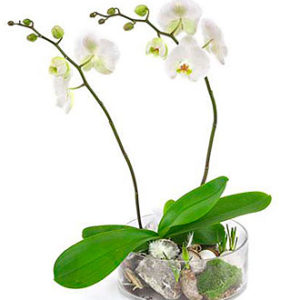 2-Stemmed Orchid in Glass