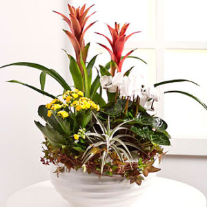 Arrangement of Plants
