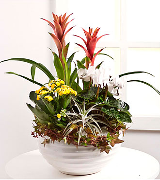 Arrangement of Plants