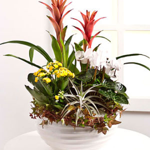 Arrangement of Plants