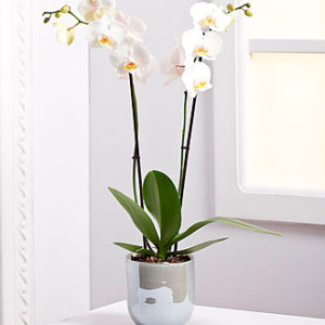 Orchid Plant