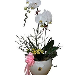Orchids In Vase