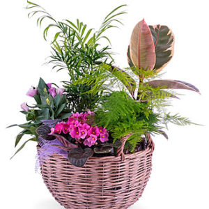 Centerpiece of Plants