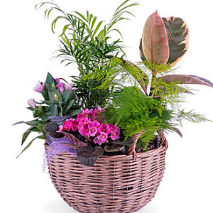 Centerpiece of Plants