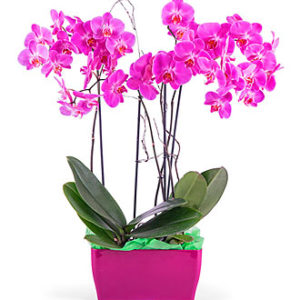 Arrangement of Phalaenops