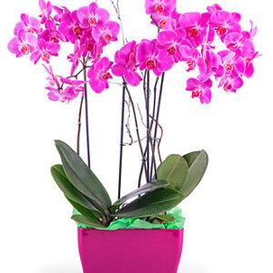 Arrangement of Phalaenops