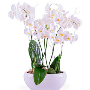 Centerpiece of white Phal