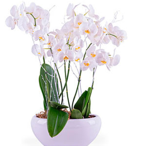 Centerpiece of white Phal