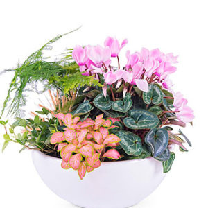 Centerpiece of Mixed Plan