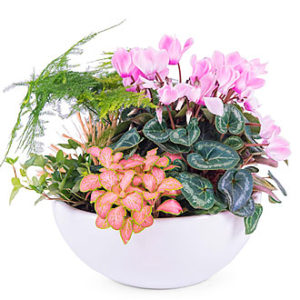 Centerpiece of Mixed Plan