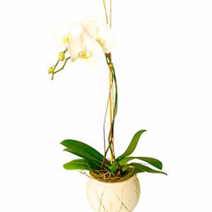 Orchid In Ceremic Vase (S