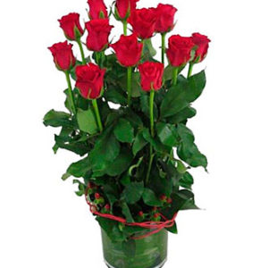 12 Red Roses In Vase