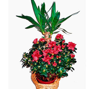 Blooming and Green Plants