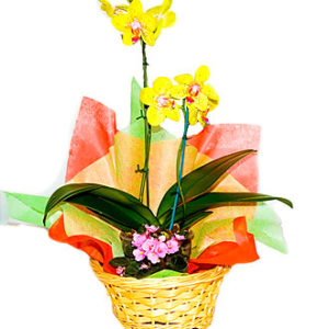 Arrangement of Plants