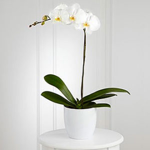 White Orchid Planter