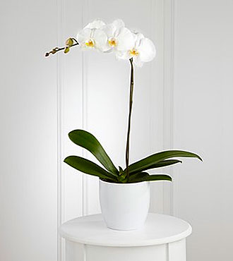 White Orchid Planter