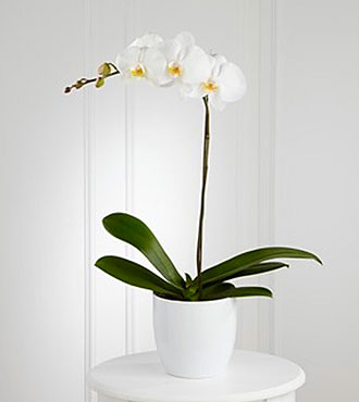 White Orchid Planter