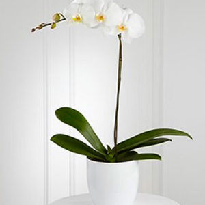 White Orchid Planter