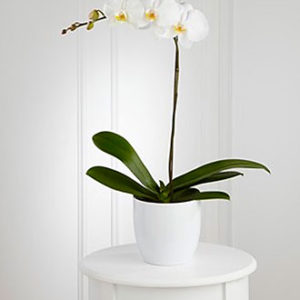 White Orchid Planter