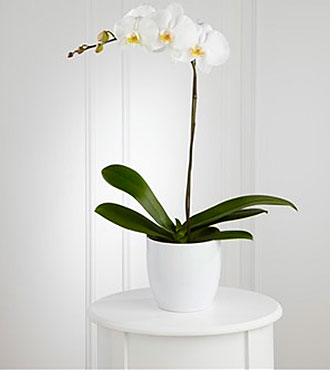 White Orchid Planter