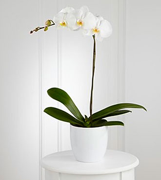 White Orchid Planter