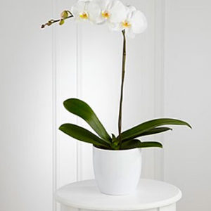 White Orchid Planter