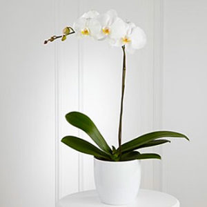 White Orchid Planter