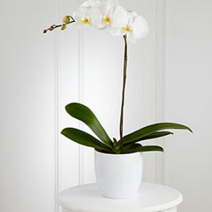 White Orchid Planter