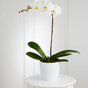 White Orchid Planter
