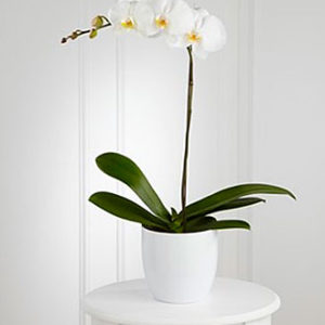 White Orchid Planter