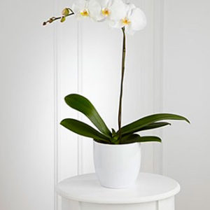 White Orchid Planter
