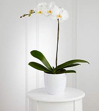 White Orchid Planter