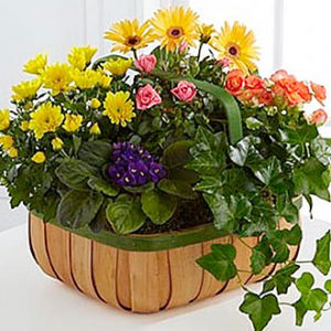 Gentle Blossoms Basket