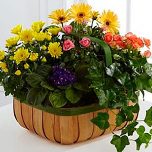 Gentle Blossoms Basket